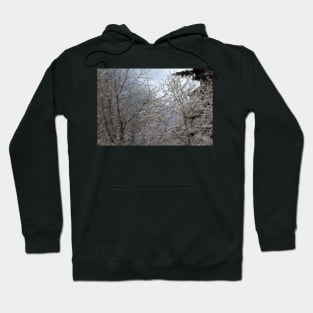 snowy  oregon forest 2 Hoodie